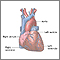 Normal anatomy of the heart