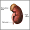 Kidney anatomy