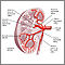 Kidney blood supply