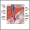 Liver blood supply