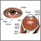 Anatomía interna y externa del ojo