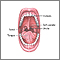 Mouth anatomy