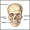 Skull anatomy