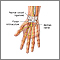 Wrist anatomy