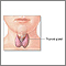 Child thyroid anatomy