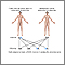 Autosomal dominant genes