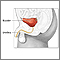 Anatomía de la vejiga en el hombre