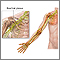 Brachial plexus