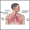 Sistema respiratorio