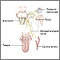 Glossopharyngeal neuralgia