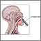 Laryngoscope