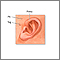 Newborn ear anatomy