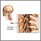 Cervical vertebrae