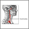 Carotid artery anatomy