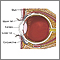 Eye anatomy