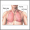 Normal lung anatomy