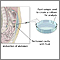 Peritoneal culture