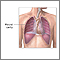 Pleural cavity