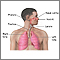 Respiratory system overview