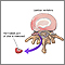 Herniated disk repair