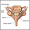 Vertebra and spinal nerves